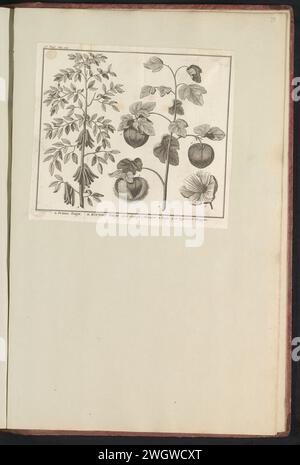 Indigofera en katoenplant (gossypium), Jan Caspar Philips, 1730 Print Indigo en katoengplant. Später Ingeplakt Blad in: Anselmo Boët de Boot I. C. Brugensis & Rodolphi 2. Imp. Roman. Arzte aus den Schlafzimmern von Blumen, Kräutern und Früchten von selectior Icons, und die Stärke des Unbekannten. Onderdeel van het Album Met Bladen en platen verschickt de Boodts Herbarium van 1640. Het twaalfde van twaalf Alben Met Aquarellen van dieren, vogels en planten bekend Rond 1600, gemaakt in Opdracht van Keizer Rudolf 2. Niederlande Papier. Tinten-/Gravurerzeugnisse (nicht aus Früchten) von Pflanzen oder Bäumen: Stockfoto