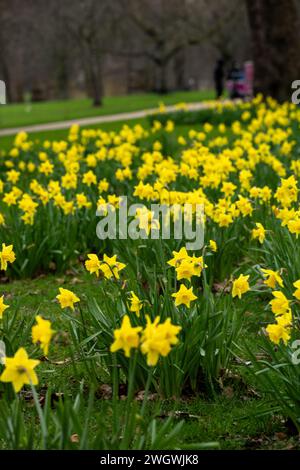 London, Großbritannien. Februar 2024. UK Wetter sehr frühe Tulpen (Tulipa) und Schneeglöckchen (Galanthus) im St James Park London UK Tulpen Credit: Ian Davidson/Alamy Live News Stockfoto