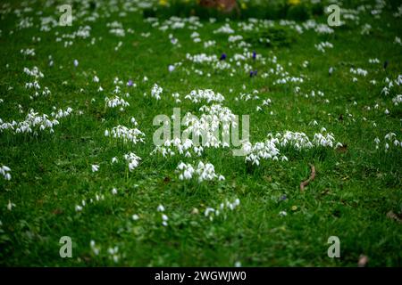 London, Großbritannien. Februar 2024. UK Wetter sehr frühe Tulpen (Tulipa) und Schneeglöckchen (Galanthus) in St James Park London UK Credit: Ian Davidson/Alamy Live News Stockfoto