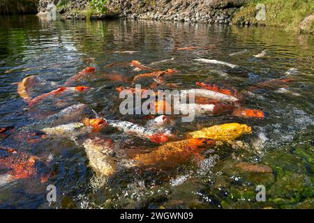 Viele Koi-Karpfen schwimmen dicht nebeneinander in einem großen Teich Stockfoto