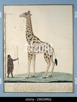 Giraffardis (Giraffen), 1779 Giraf (Giraffa Camelopardalis), mit Skala in Rijnlandse Maat; der Khoikhoi hält sein Essen als Herrscher aufrecht. Papier. Deckfarbe. Tinte. Aquarell (Farbe). Bleistiftbürste / Federhuftiere: Giraffe (+ Skelett eines Tieres). Khoikhoi Südafrika Stockfoto