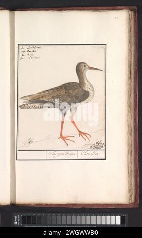 Turbinga (Tringa Totanus), anselmus Boëtius de Boodt, 1596–1610 Zeichnung Redshank. Oben rechts nummeriert: 23. Oben links der Name in vier Sprachen. Teil des dritten Albums mit Zeichnungen von Vögeln. Fünfter von zwölf Alben mit Zeichnungen von Tieren, Vögeln und Pflanzen, die um 1600 bekannt waren, im Auftrag von Kaiser Rudolf II Mit Erläuterungen in Niederländisch, Lateinisch und Französisch. Zeichner: Praagdraughtsman: Delfter Papier. Aquarell (Farbe). Deckfarbe. Bleistift. Kreide. Tintenbürste / Stift-Ufer- und Watvögel: Rotschenkel Stockfoto