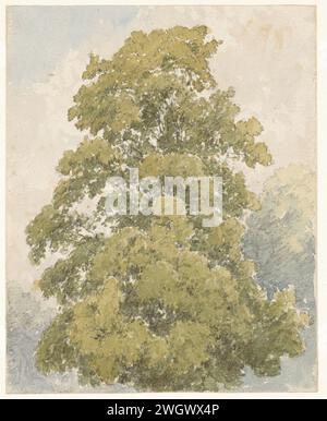 Untersuchung einer Ulme, Aaron Edwin Penley, 1817 - 1870 Zeichenpapier. Aquarell (Farbe). Bleistiftpinselbäume: ulme Stockfoto