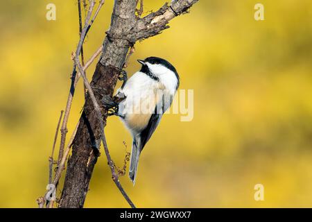 Kleine, schwarz bedeckte Küken, die an einem Baum hängen, mit buntem, verschwommenem Hintergrund und Kopierraumfeder Stockfoto