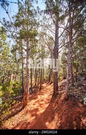 Golden Hour Forest Trail in Sedona mit Kiefern Stockfoto