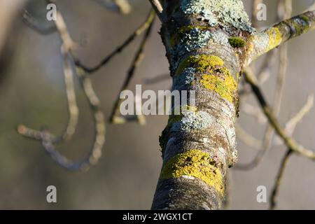 Stamm einer Esche, bedeckt mit gelben und grünen Flechten Stockfoto