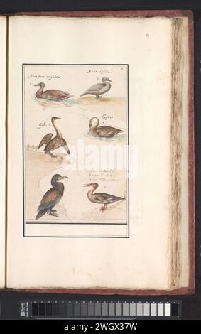 Sechs Enten (Anas) und andere Wasservögel, Anselmus Boëtius de Boodt, 1596 - 1610 Zeichenblatt mit sechs Wasservögeln: Verschiedene Arten von Enten, Sägeschnabel, Schwan und Kormoran. Rechts oben nummeriert: 6. Mit den lateinischen Namen. Teil des dritten Albums mit Zeichnungen von Vögeln. Fünfter von zwölf Alben mit Zeichnungen von Tieren, Vögeln und Pflanzen, die um 1600 bekannt waren, im Auftrag von Kaiser Rudolf II Mit Erläuterungen in Niederländisch, Lateinisch und Französisch. Zeichner: Praagdraughtsman: Delfter Papier. Aquarell (Farbe). Deckfarbe. Bleistift. Kreide. Tintenbürste / Stift Wasservögel: Ente. Wasservögel: schwan. Wasservögel: Merganse Stockfoto