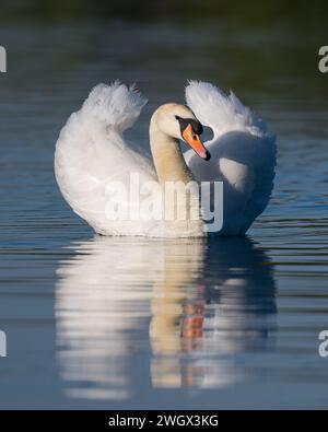 Mute Swan (Cygnus olor) am frühen Morgen Sonnenlicht und Wellen Reflexionen, Dinton Pastures Country Park, Berkshire, Großbritannien, April 2022 Stockfoto