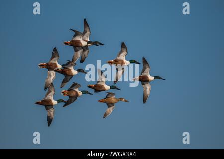 Zehn drake Northern Shoveler (Spatula clypeata) in Flugformation gegen den blauen Himmel, Dinton Pastures Country Park, Berkshire Stockfoto