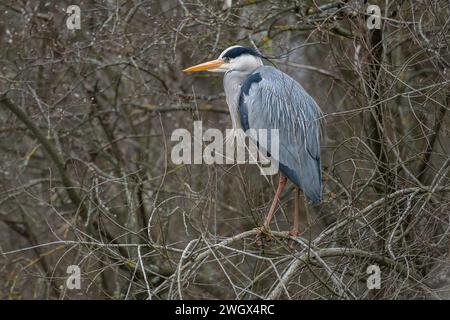 Erwachsenenzuchtgefieder Graureiher (Ardea cinerea) auf einem Baum im Dinton Pastures Country Park, Berkshire, Großbritannien, März 2023 Stockfoto