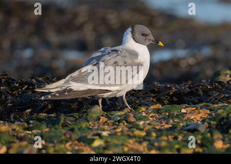 Sommergefieder für Erwachsene Sabine's Gull (Xema sabini) an Kieselstrand mit Meeresalgenhintergrund, Langstone Harbour, Hampshire, Großbritannien, Januar 2023 Stockfoto