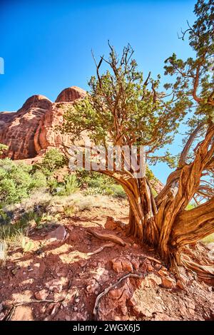 Resilient Tree and Red Rocks in Sedona Desert, Low Angle View Stockfoto