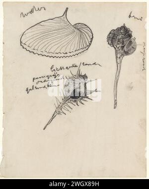Arbeitsblatt mit drei Schalen, Theo Nieuwenhuis, Zeichenpapier 1876 - 1951. KreideWeichtiere (+ Muscheln, Schneckenschalen usw.) Stockfoto