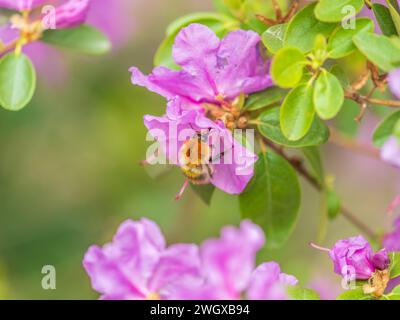 Rosafarbene Blüten des sibirischen Rhododendron-Kopierraums. Rhododendron dauricum. Frühjahrsblüte des Altai Rhododendron. Nahaufnahme von Rhododendron dauricu Stockfoto