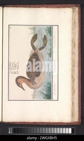 Dodaars (Tachybaptus Ruficollis), Anselmus Boëtius de Boodt, 1596–1610 Zeichnung Dodaars. Oben rechts nummeriert: 17. Mit dem Namen in fünf Sprachen. Teil des dritten Albums mit Zeichnungen von Vögeln. Fünfter von zwölf Alben mit Zeichnungen von Tieren, Vögeln und Pflanzen, die um 1600 bekannt waren, im Auftrag von Kaiser Rudolf II Mit Erläuterungen in Niederländisch, Lateinisch und Französisch. Zeichner: Praagdraughtsman: Delfter Papier. Aquarell (Farbe). Deckfarbe. Bleistift. Kreide. Tintenpinsel / Stift Wasservögel: Kleine Grebe Stockfoto