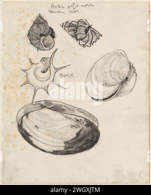 Arbeitsblatt mit Muscheln, Theo Nieuwenhuis, Zeichenpapier 1876 - 1951. KreideWeichtiere (+ Muscheln, Schneckenschalen usw.) Stockfoto