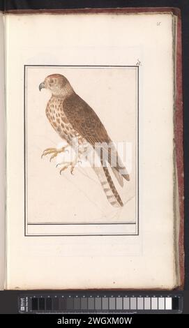 Northern Goshawk, Anslmus Boetius de Boodt, 1596–1610 Zeichnung des Raubvogels, wahrscheinlich eines Falken. Oben rechts nummeriert: 18. Keine schriftliche Angabe der Art. Teil des ersten Albums mit Zeichnungen von Vögeln. Dritter von zwölf Alben mit Zeichnungen von Tieren, Vögeln und Pflanzen, die um 1600 bekannt waren und von Kaiser Rudolf II. In Auftrag gegeben wurden Mit Erläuterungen in Niederländisch, Lateinisch und Französisch. Zeichner: Praagdraughtsman: Delfter Papier. Aquarell (Farbe). Deckfarbe. Bleistiftpinsel Raubvögel: Nördlicher Goschawk Stockfoto