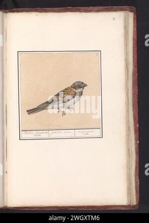 Huismus (Passer domesticus), Anselmus Boëtius de Boodt, 1596–1610 Zeichnung Huismus. Rechts oben nummeriert: 5. Teil des ersten Albums mit Zeichnungen von Vögeln. Dritter von zwölf Alben mit Zeichnungen von Tieren, Vögeln und Pflanzen, die um 1600 bekannt waren und von Kaiser Rudolf II. In Auftrag gegeben wurden Mit Erläuterungen in Niederländisch, Lateinisch und Französisch. Zeichner: Praagdraughtsman: Delfter Papier. Aquarell (Farbe). Deckfarbe. Bleistiftpinsel Song-Birds: sparrow Stockfoto