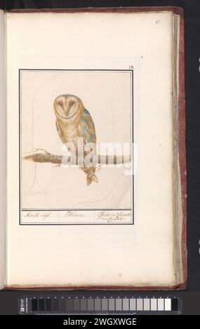 Kerkuil (Tyto Alba), Anselmus Boëtius de Boodt, 1596–1610 Zeichnung Scheuneneule. Oben rechts nummeriert: 28. Teil des ersten Albums mit Zeichnungen von Vögeln. Dritter von zwölf Alben mit Zeichnungen von Tieren, Vögeln und Pflanzen, die um 1600 bekannt waren und von Kaiser Rudolf II. In Auftrag gegeben wurden Mit Erläuterungen in Niederländisch, Lateinisch und Französisch. Zeichner: Praagdraughtsman: Delfter Papier. Aquarell (Farbe). Deckfarbe. Bleistiftbürste / Stifteeule: Scheuneneule Stockfoto