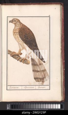 Northern Goshawk, Anslmus Boetius de Boodt, 1596–1610 Zeichnung Havik, an seinen Beinen mit Blasen befestigt. Oben rechts nummeriert: 19. Teil des ersten Albums mit Zeichnungen von Vögeln. Dritter von zwölf Alben mit Zeichnungen von Tieren, Vögeln und Pflanzen, die um 1600 bekannt waren und von Kaiser Rudolf II. In Auftrag gegeben wurden Mit Erläuterungen in Niederländisch, Lateinisch und Französisch. Zeichner: Praagdraughtsman: Delfter Papier. Aquarell (Farbe). Deckfarbe. Bleistiftpinsel Raubvögel: Nördlicher Goschawk Stockfoto