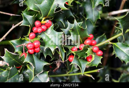 Der festliche Charme der Natur: Eine faszinierende Nahaufnahme der stechpalme mit leuchtenden roten Beeren, die die zeitlose Schönheit der Winterumarmung einfängt. Stockfoto