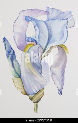 Blaue Iris Aquarellmalerei, eine handgemachte Zeichnung einer schönen Blume Nahaufnahme auf weißem Baumwollpapier Hintergrund Stockfoto