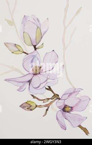 Zweig des Magnolienbaums mit Blütenblumen Aquarellmalerei, eine handgemachte Zeichnung, Nahaufnahme auf weißem Baumwollpapier Hintergrund Stockfoto