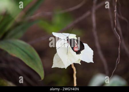 Bunter Schmetterling, der auf weißer Blume sitzt Stockfoto