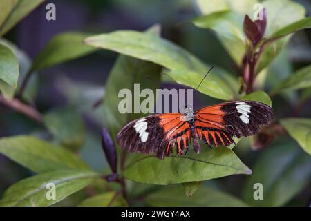 Bunter Schmetterling, der auf grünen Blättern sitzt Stockfoto