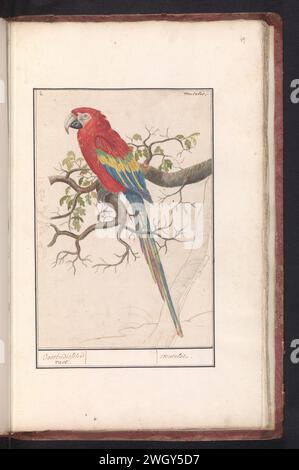 Scharlach (ARA Macao), Anselmus Boëtius de Boodt, 1596–1610 Zeichnung Gelb -wingara. Oben links nummeriert: 4. Oben rechts der Name. Teil des zweiten Albums mit Zeichnungen von Vögeln. Viertes von zwölf Alben mit Zeichnungen von Tieren, Vögeln und Pflanzen, die um 1600 bekannt waren, im Auftrag von Kaiser Rudolf II. Entstanden Mit Erläuterungen in Niederländisch, Lateinisch und Französisch. Zeichner: Praagdraughtsman: Delfter Papier. Aquarell (Farbe). Deckfarbe. Bleistift. Tintenpinsel / Stift Ziervögel: Scharlach Ara Stockfoto