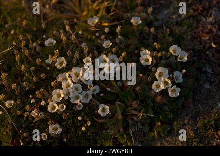 Weiße Bergavens Dryas integrifolia blüht in der arktischen Tundra Arctic National Wildlife Refuge ANWR Alaska Stockfoto