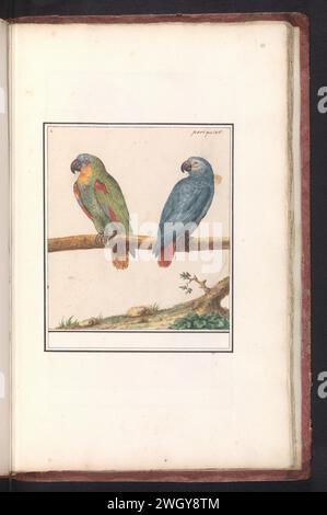 Amazonas-Amazonas (Amazona Aestva) und Großpapageien (Psitttacus Erithacus), Anselmus-Grenze, 1596 - 161 Zeichnung Blauwvoerhoofdamazone und Graupapageien. Oben links nummeriert: 6. Oben rechts der Name. Teil des zweiten Albums mit Zeichnungen von Vögeln. Viertes von zwölf Alben mit Zeichnungen von Tieren, Vögeln und Pflanzen, die um 1600 bekannt waren, im Auftrag von Kaiser Rudolf II. Entstanden Mit Erläuterungen in Niederländisch, Lateinisch und Französisch. Zeichner: Praagdraughtsman: Delfter Papier. Aquarell (Farbe). Deckfarbe. Bleistift. Tintenpinsel / Kugelschreiber Ziervögel: Afrikanischer Graupapagei. Ziervögel: Parro Stockfoto