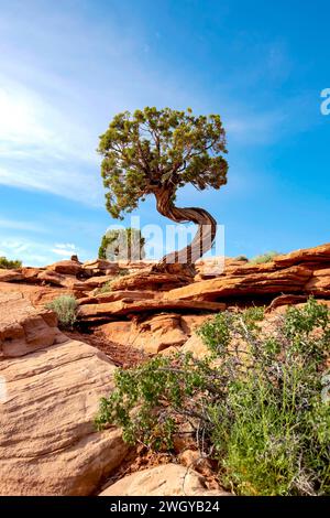 Utah Wacholder wächst am Felsvorsprung, Utah Stockfoto