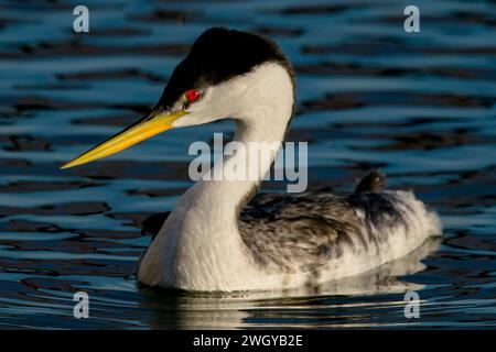 WESTERN Grebe im Deer Flat National Wildlife Refuge, Idaho Stockfoto