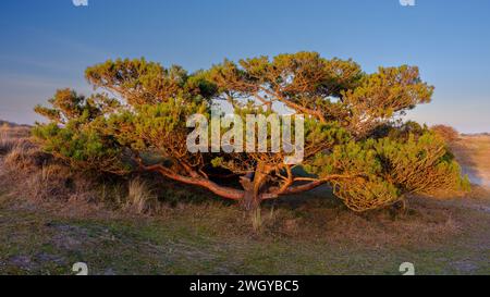 Selsey, Vereinigtes Königreich - 19. Februar 2023: Sonnenuntergang über West Wittering Beach, West Sussex, Vereinigtes Königreich Stockfoto