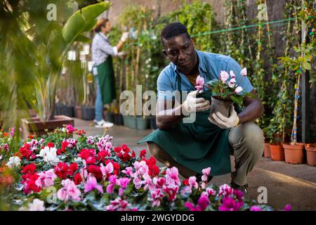 Der afroamerikanische Gärtner inspiziert Cyclamen in Töpfen Stockfoto