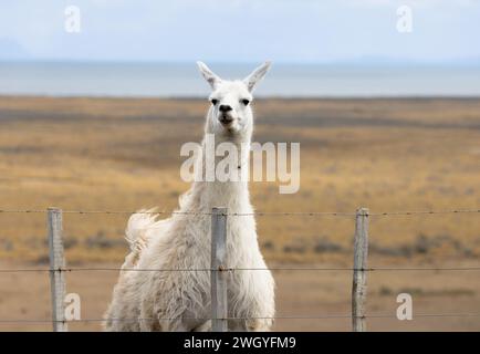 Ein Lama auf dem Land, Vieh Stockfoto