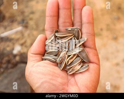Getrocknete Sonnenblumensamen in menschlichen Händen Stockfoto