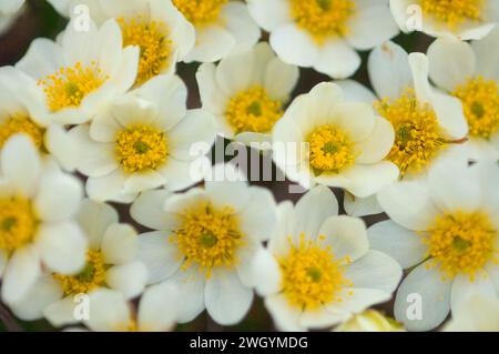 Weiße Bergavens Dryas integrifolia blüht in der arktischen Tundra Arctic National Wildlife Refuge ANWR Alaska Stockfoto