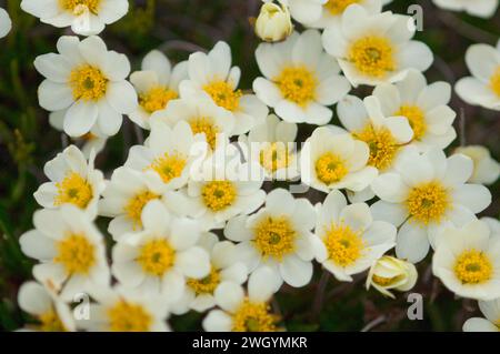 Weiße Bergavens Dryas integrifolia blüht in der arktischen Tundra Arctic National Wildlife Refuge ANWR Alaska Stockfoto