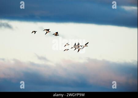 Migrierende Stränge von Atlantic Brant gegen den stimmungsvollen Himmel Stockfoto