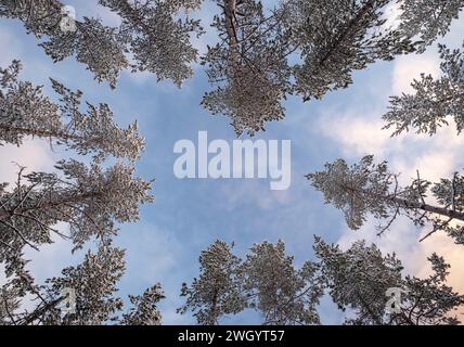 Blick auf einen norwegischen Nadelwald im Winter, in der Nähe von Olsborg, Troms og Finnmark, Norwegen, Skandinavien, Europa Stockfoto