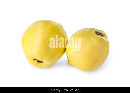 Köstliche frische reife Quitten isoliert auf weiß Stockfoto