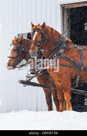 Amish-Team aus belgischen Zugpferden, bereit für die Arbeit in Mecosta County, Michigan, USA [keine Freigabe der Immobilie; nur redaktionelle Lizenzierung] Stockfoto