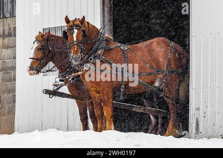 Amish-Team aus belgischen Zugpferden, bereit für die Arbeit in Mecosta County, Michigan, USA [keine Freigabe der Immobilie; nur redaktionelle Lizenzierung] Stockfoto