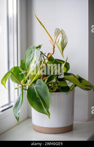 Philodendron Scandens Brasil Pflanze im keramischen Blumentopf auf Fensterbank zu Hause. Stockfoto