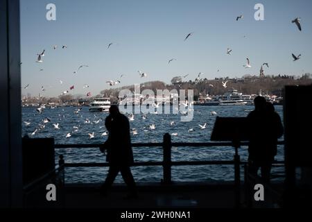 Istanbul, Türkei. Februar 2024. Möwen in Hülle und Fülle in der Nähe der Galata-Brücke im Zentrum von Istanbul. (Foto: Shady Alassar/SOPA Images/SIPA USA) Credit: SIPA USA/Alamy Live News Stockfoto