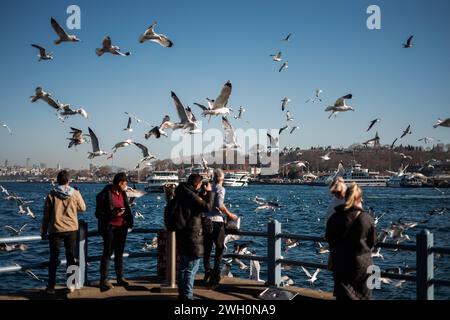 Istanbul, Türkei. Februar 2024. Möwen in Hülle und Fülle in der Nähe der Galata-Brücke im Zentrum von Istanbul. (Foto: Shady Alassar/SOPA Images/SIPA USA) Credit: SIPA USA/Alamy Live News Stockfoto