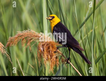 Ein männlicher gelbköpfiger Amsel (Xanthocephalus xanthocephalus) sitzt auf einer Phragmites-Pflanze (Phragmites australis) mit einem Mund voller Maden zum Essen. Stockfoto