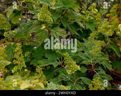 Nahaufnahme der weißen Blütenknospen der Hardy Gartenstrauchhortensie quercifolia Harmony. Stockfoto